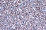 IL-32 Antibody in Immunohistochemistry (Paraffin) (IHC (P))