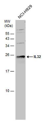 IL-32 Antibody in Western Blot (WB)