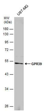 GPR39 Antibody in Western Blot (WB)