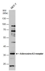 ADORA3 Antibody in Western Blot (WB)