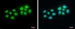 BARD1 Antibody in Immunocytochemistry (ICC/IF)