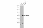 BARD1 Antibody in Western Blot (WB)