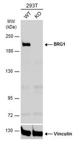 BRG1 Antibody