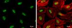 Phospho-RAD17 (Ser656) Antibody in Immunocytochemistry (ICC/IF)