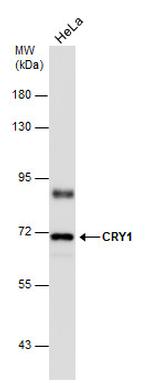 CRY1 Antibody in Western Blot (WB)