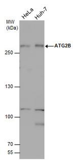 ATG2B Antibody in Western Blot (WB)