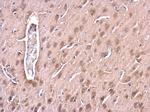 Huntingtin Antibody in Immunohistochemistry (Paraffin) (IHC (P))