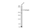 Huntingtin Antibody in Western Blot (WB)