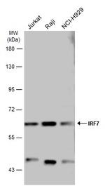 IRF7 Antibody in Western Blot (WB)