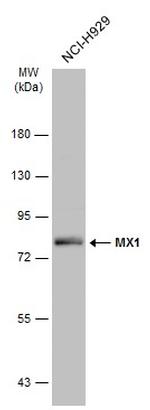 MX1 Antibody in Western Blot (WB)