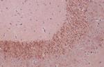 BDNF Antibody in Immunohistochemistry (Paraffin) (IHC (P))