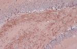 BDNF Antibody in Immunohistochemistry (Paraffin) (IHC (P))