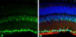 BDNF Antibody in Immunohistochemistry (Paraffin) (IHC (P))