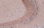 BDNF Antibody in Immunohistochemistry (Paraffin) (IHC (P))