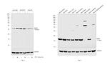 BDNF Antibody