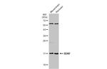 BDNF Antibody in Western Blot (WB)