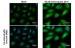 GABARAPL2 Antibody in Immunocytochemistry (ICC/IF)