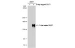 ULK1 Antibody in Western Blot (WB)