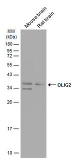 OLIG2 Antibody in Western Blot (WB)