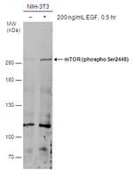 Phospho-mTOR (Ser2448) Antibody in Western Blot (WB)