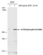 Phospho-mTOR (Ser2448) Antibody in Western Blot (WB)