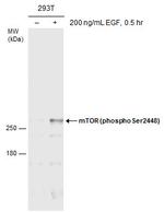 Phospho-mTOR (Ser2448) Antibody in Western Blot (WB)