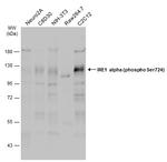 Phospho-IRE1 alpha (Ser724) Antibody in Western Blot (WB)