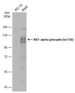 Phospho-IRE1 alpha (Ser724) Antibody in Western Blot (WB)