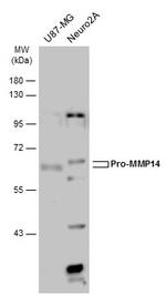 MMP14 Antibody in Western Blot (WB)