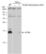 LC3A Antibody in Western Blot (WB)