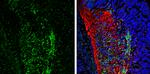 CaMKII beta Antibody in Immunohistochemistry (Frozen) (IHC (F))