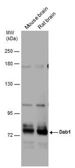 DAB1 Antibody in Western Blot (WB)