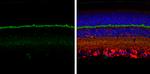 PSD-95 Antibody in Immunohistochemistry (Paraffin) (IHC (P))