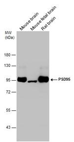 PSD-95 Antibody in Western Blot (WB)