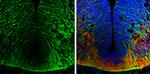 GAD65 Antibody in Immunohistochemistry (Frozen) (IHC (F))