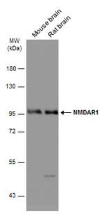 NMDAR1 Antibody in Western Blot (WB)