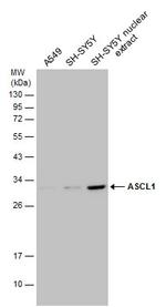 ASCL1 Antibody in Western Blot (WB)