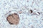 Somatostatin Antibody in Immunohistochemistry (Paraffin) (IHC (P))