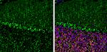 SHANK3 Antibody in Immunohistochemistry (Frozen) (IHC (F))