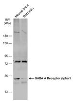 GABRA1 Antibody in Western Blot (WB)