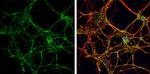 VGLUT1 Antibody in Immunocytochemistry (ICC/IF)