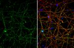 VGLUT1 Antibody in Immunocytochemistry (ICC/IF)