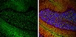 VGLUT1 Antibody in Immunohistochemistry (Frozen) (IHC (F))