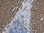 VGLUT1 Antibody in Immunohistochemistry (Paraffin) (IHC (P))