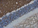 VGLUT1 Antibody in Immunohistochemistry (Paraffin) (IHC (P))