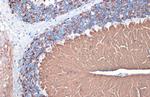 VGLUT1 Antibody in Immunohistochemistry (Paraffin) (IHC (P))