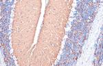 VGLUT1 Antibody in Immunohistochemistry (Paraffin) (IHC (P))