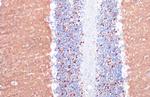 VGLUT1 Antibody in Immunohistochemistry (Paraffin) (IHC (P))