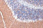 VGLUT1 Antibody in Immunohistochemistry (Paraffin) (IHC (P))