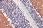 VGLUT1 Antibody in Immunohistochemistry (Paraffin) (IHC (P))